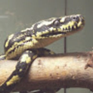 Meet your Posher, Joanne